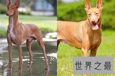 马耳他的国兽,世界公认的捕兔能手法老王猎犬是怎样的