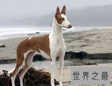 马耳他的国兽,世界公认的捕兔能手法老王猎犬是怎样的