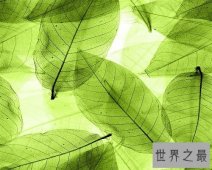 你不知道的系统，最全影子系统介绍