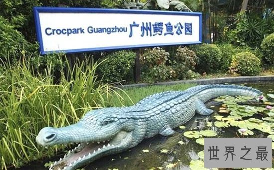 鳄鱼公园已改名飞鸟公园,位于广州长隆主题公园