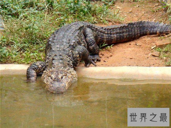 鳄鱼公园已改名飞鸟公园,位于广州长隆主题公园