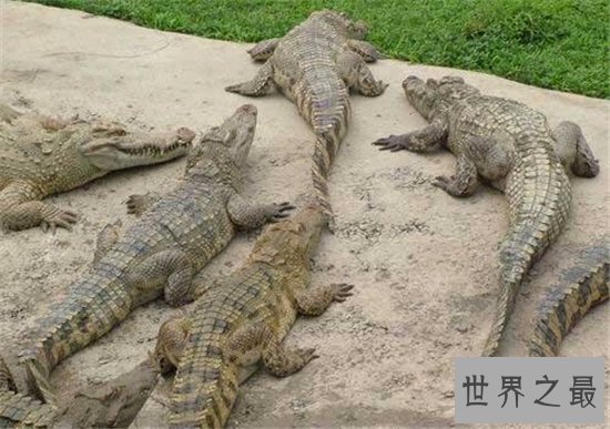 鳄鱼公园已改名飞鸟公园,位于广州长隆主题公园