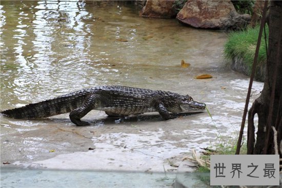鳄鱼公园已改名飞鸟公园,位于广州长隆主题公园