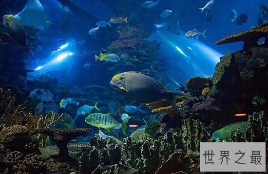 世界最大室内海洋展馆,永泰海洋极地世界(耗资10亿)