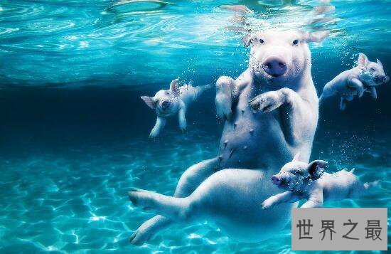 世界最大室内海洋展馆,永泰海洋极地世界(耗资10亿)