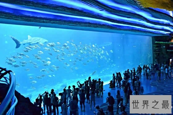 世界上最大的水族馆,珠海长隆海洋王国(门票350元)