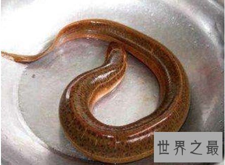世界上最大的黄鳝,这条36斤的黄鳝可谓是千年黄鳝精