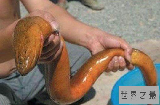 世界上最大的黄鳝,这条36斤的黄鳝可谓是千年黄鳝精