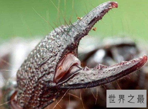 世界上最大的蝎子,非洲帝王蝎