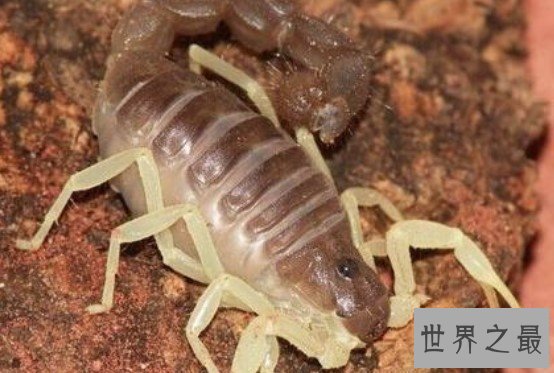 世界上最大的蝎子,非洲帝王蝎