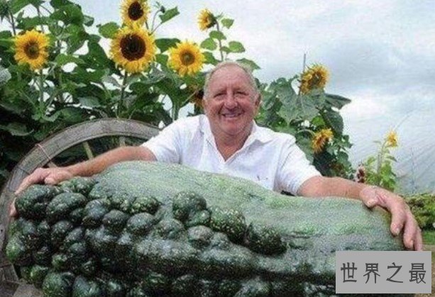 世界上最大的葫芦,重达136斤,长3米