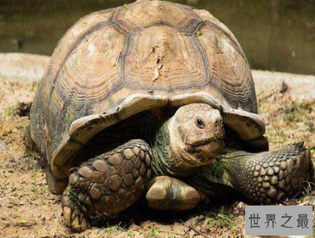 世界上最大千年老龟,一只长达2.6米重达916公斤的老龟