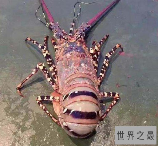 世界上最大的虾,长达1.4米的超大龙虾