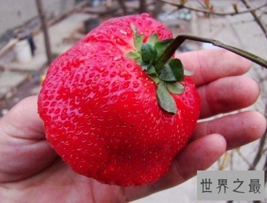 世界上最大的草莓,比人的拳头都还要大