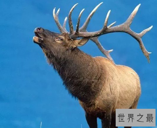 世界上最大的鹿,在大约7700年前就已经灭绝