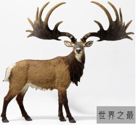 世界上最大的鹿,在大约7700年前就已经灭绝