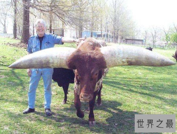 世界上最大的牛角,曾有人出价180万