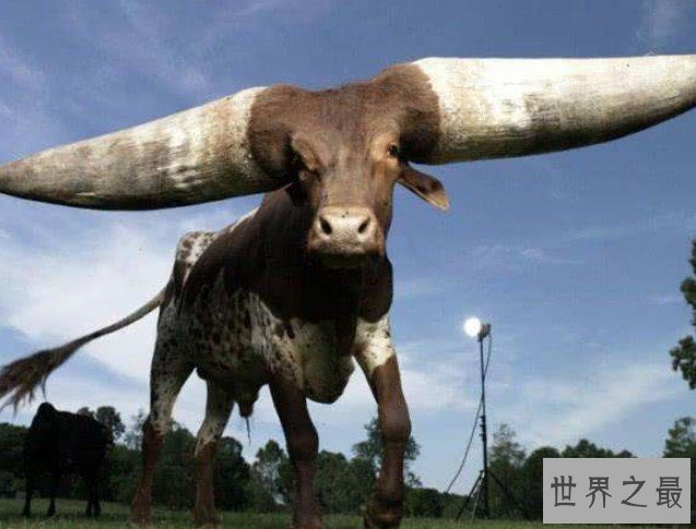 世界上最大的牛角,曾有人出价180万