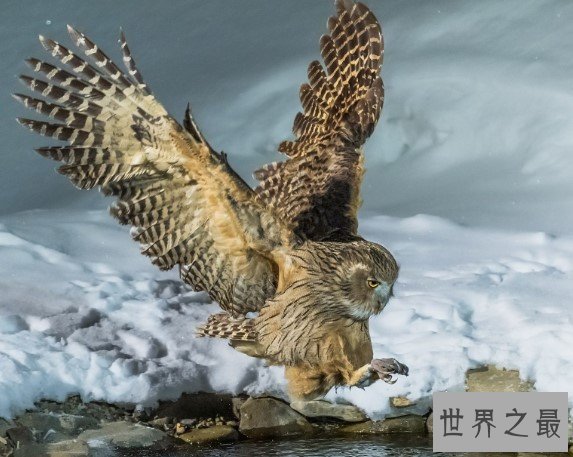 世界上最大的猫头鹰,双翅展开时体长接近两米