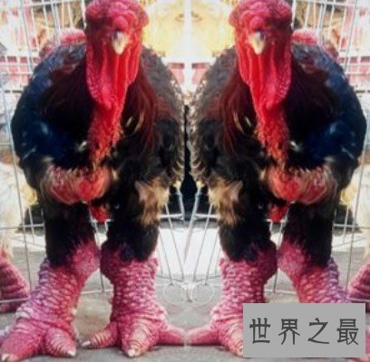 世界上最大的鸡爪,一对鸡爪便可达到1斤重
