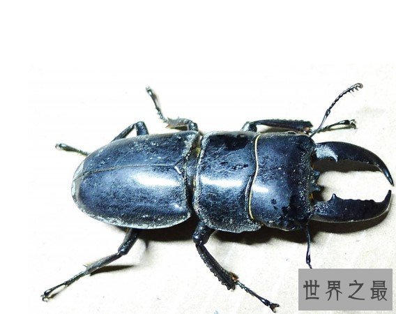 世界上最大的锹甲虫,长12.3厘米的长颈鹿锯锹