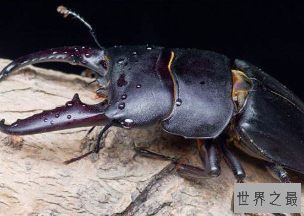 世界上最大的锹甲虫,长12.3厘米的长颈鹿锯锹
