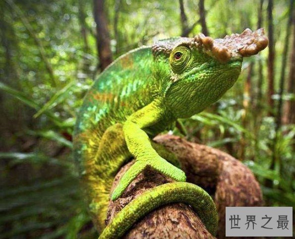 世界上最大的变色龙,体长70厘米,舌头长110厘米
