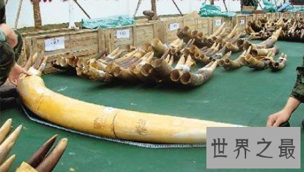 世界上最大的象牙,距今已有120年的历史