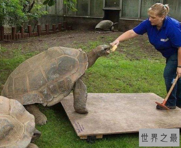 世界上最大的乌龟,身高2到3米,长5到6米,寿命1000年左右