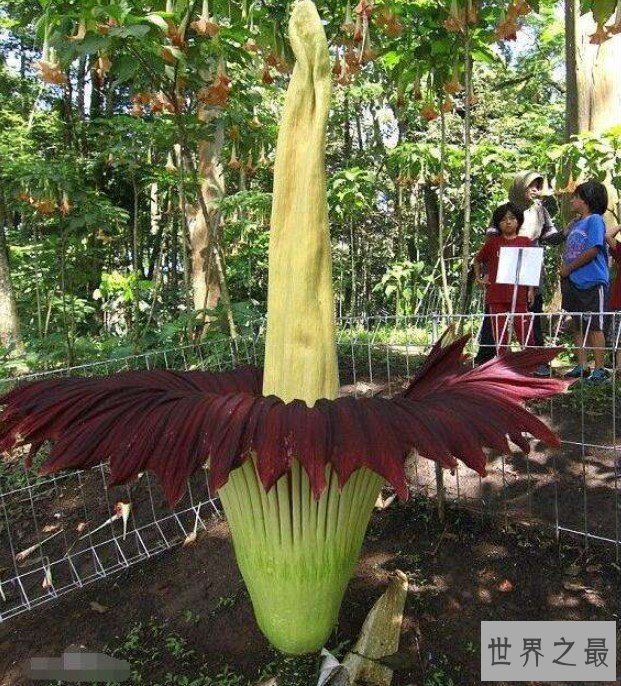 世界上体型最大的花,竟然能产生幻觉让人死亡