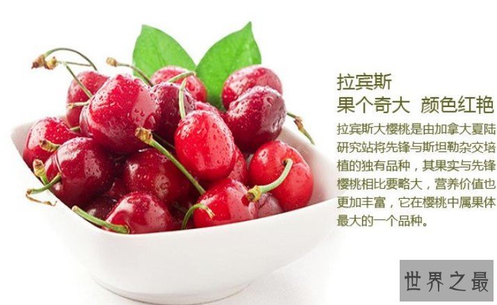 世界上最大的樱桃,每个果实能达到13克