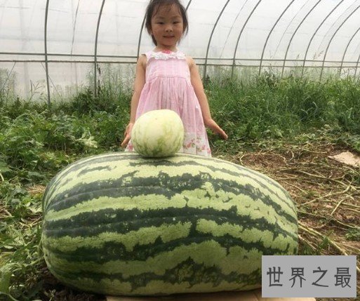 世界上最大的西瓜,居然种出了158公斤