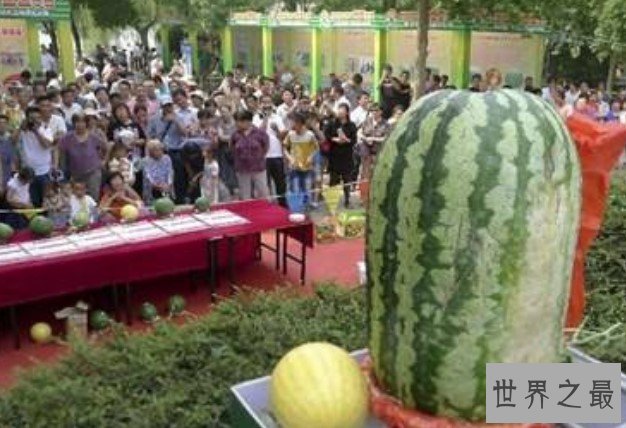 世界上最大的西瓜,居然种出了158公斤