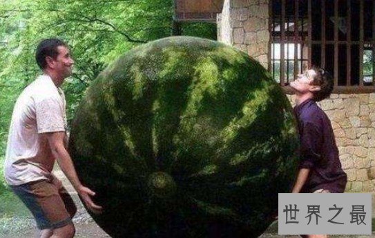 世界上最大的西瓜,居然种出了158公斤