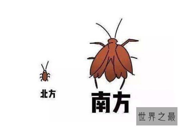 世界上最大的蟑螂,长度达10厘米的东方蜚蠊