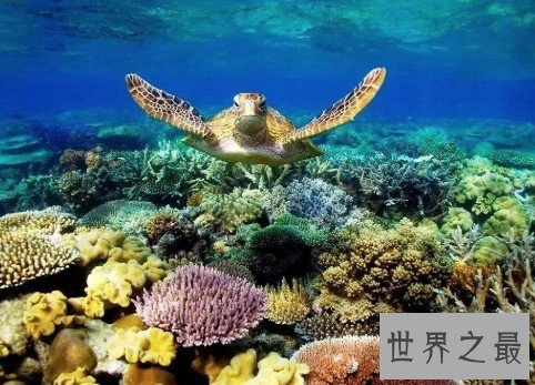世界上最大的大堡礁,共有岛屿600多个,面积达20.7万平方千米