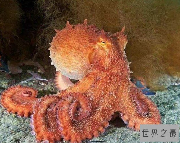 世界上最大的无脊椎动物,达到了20多米