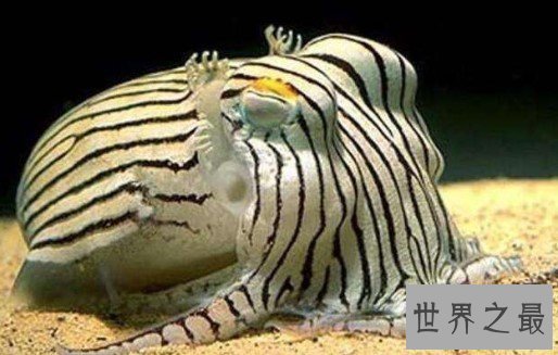 世界上最大的蝌蚪,全长往往超过25厘米