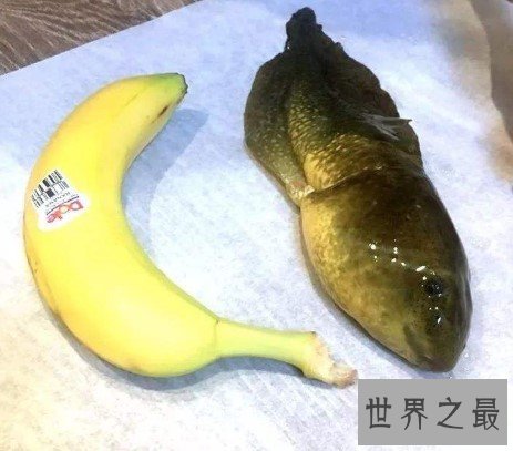 世界上最大的蝌蚪,全长往往超过25厘米