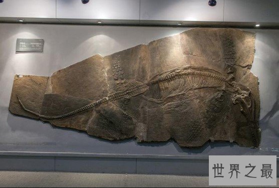 世界上最大的鱼龙化石,体长10米以上