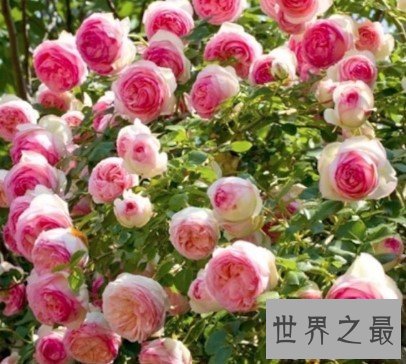 世界上最大的蔷薇花,遮盖着501.3平方米的地面