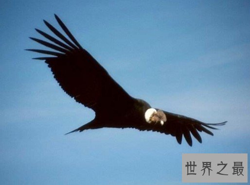 世界上最大的雕,重达30斤的安第斯神鹫