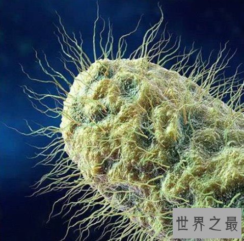 世界体积最大的病毒,其基因组包括80万个碱基对