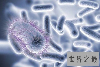 世界体积最大的病毒,其基因组包括80万个碱基对