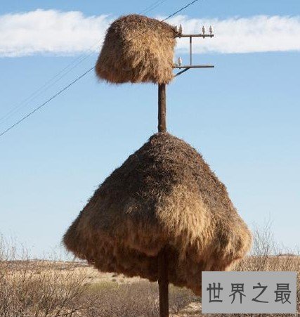 世界上最大的鸟巢，重达907公斤，长6米宽4米，厚度也有2米