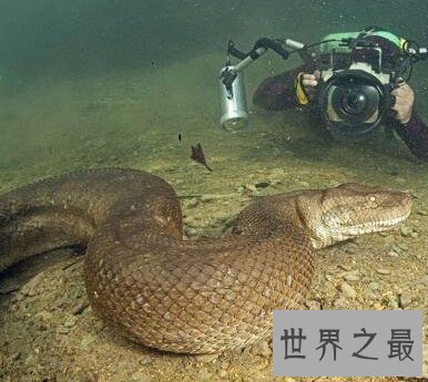 世界上最大的蛇,亚马逊森蚺