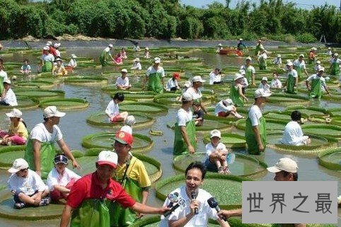 世界上叶子最大的水生植物,坐下一个人完全没有任何问题