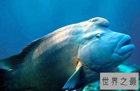 世界上最大的珊瑚鱼,体长能够超越两米,而体重能够达到400斤
