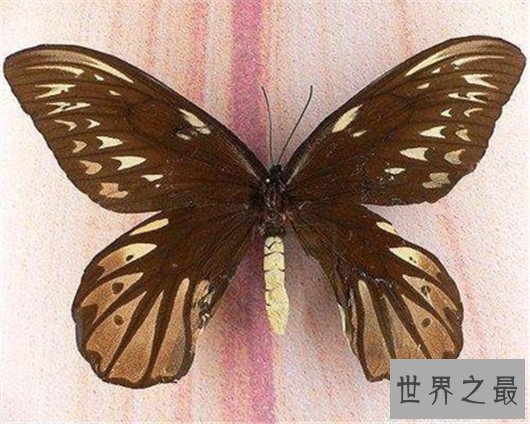 世界上最大的虫子，名字听起来就很高级