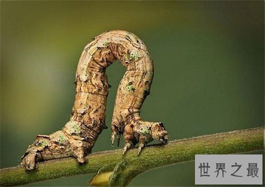 世界上最大的虫子，名字听起来就很高级